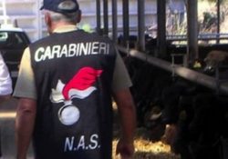 Pozzilli / Venafro. Denunciate due aziende agricole che allevavano bovini da latte e producevano carni dopo i controlli carabinieri del NIL e NAS.