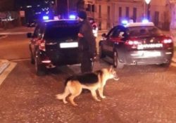 Caserta / Provincia. I cani “Luna” e “Ave” dei carabinieri fiutano sostanza stupefacente: 50enne denunciato.