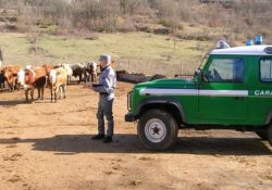 Venafro / Isernia. Carabinieri Forestali in azione: contrasto al pascolo abusivo, alla gestione illecita dei rifiuti e al commercio illegale di legname e derivati.
