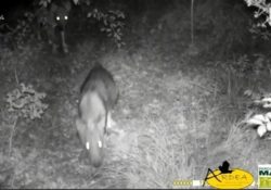 CASTELLO DEL MATESE / SAN GREGORIO MATESE. Cinque lupi in fila indiana: una clip eccezionale dalla videotrappola.