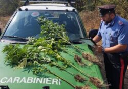 Caserta / Provincia. Carabinieri Forestale rinvengono piantagione illecita di canapa indiana per produzione di stupefacenti.