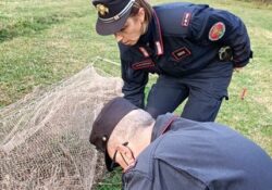 Paolisi. In un terreno un impianto per catturare cardellini: i Carabinieri forestale denunciato un 72enne.