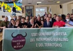 Caserta / Provincia. Allevatori bufalini che implorano aiuto: stamane le organizzazioni a presidiare il territorio… e la Coldiretti a Napoli per l’omaggio al Giro d’Italia. FOTO e VIDEO.