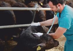 Caserta / Provinica. Bufale e brucellosi, il bluff dei vaccini: l’Europa ha detto SI ma faranno vaccinare solo solo gli animali dai 6 ai 9 mesi.