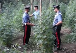 AILANO/ PIEDIMONTE MATESE. Piantagione di cannabis indica in un’area nascosta scoperta dai carabinieri: arrestati un italiano e due albanesi.