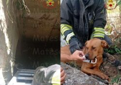 PIEDIMONTE MATESE. Cane cade in un pozzo fognario in Via Aldo Moro privo di protezioni e profondo circa 5-6 metri: salvato dai Vigili del Fuoco.