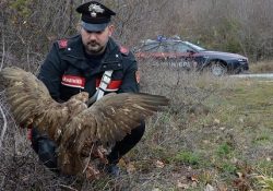 Isernia / Provincia. Una poiana, rapace di specie protetta, trovato ferito e salvato dai Carabinieri: trasportato dai colleghi Forestali presso la riserva naturale di Montedimezzo.