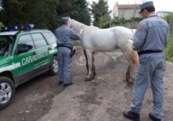 Frosolone. Porta i suoi cavalli a pascolare in un fondo altrui: i Carabinieri Forestali denunciano una persona.