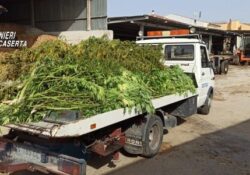 Caserta / Provincia. Coniugi coltivavano marijuana: arrestati dai carabinieri.