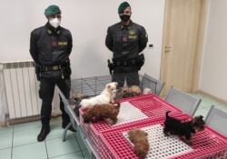 Caserta / Provincia. Sgominato traffico illegale di animali da compagnia dall’Est Europa: sequestrati 39 cuccioli di cani di varie razze.