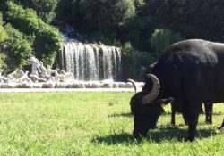 Caserta / Provincia. Coldiretti: un passo avanti verso il contratto di somministrazione del latte bufalino.