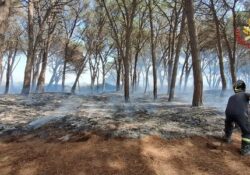Caserta / Provincia. Incendi, ‘Città Domitia’: “Pineta secca, pericolo per residenti e automobilisti”