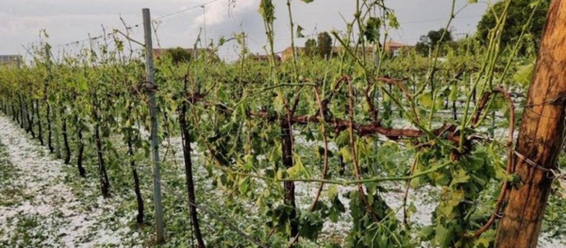 Frasso Telesino. Grandine: lo sfogo degli agricoltori del posto tra rabbia, paura e rassegnazione.