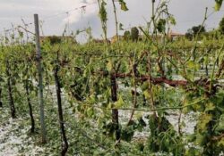 Frasso Telesino. Grandine: lo sfogo degli agricoltori del posto tra rabbia, paura e rassegnazione.