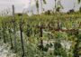 Frasso Telesino. Grandine: lo sfogo degli agricoltori del posto tra rabbia, paura e rassegnazione.