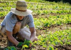 Caserta / Provincia. Piano bonifiche, terreni agricoli inibiti. Marzano (Confagricoltura Campania): priorità alla bonifica e alle imprese agricole.