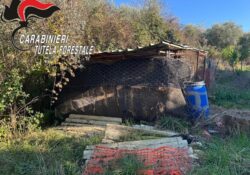 ALIFE / AILANO / SAN GREGORIO MATESE. I Carabinieri Forestale intervengono due volte a tutela di cani abbandonati.