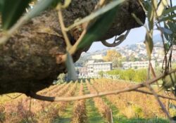 PIEDIMONTE MATESE. Nasce una collaborazione tra l’Istituto Agrario e la Cosvitec, ente di formazione attivo nell’ambito della valorizzazione delle competenze professionali