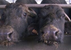 Caserta / Provincia. Prezzo del latte bufalino, gli allevatori contestano le dichiarazioni del Consorzio: della Mozzarella “Numeri sbagliati, guadagni più bassi”.