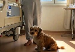 Venafro. Gli ospedali molisani diventano dog friendly: il progetto prevede l’allestimento di spazi attrezzati all’interno delle strutture.
