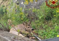 Agnone. Cade un capriolo in un dirupo, salvato dai Vigili del Fuoco.