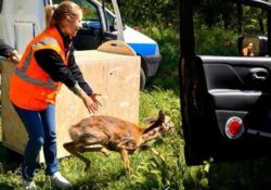 Telese Terme. Capriolo disorientato avvistato nei pressi di una scuola: tratto in salvato e messo in libertà in un vicino bosco.